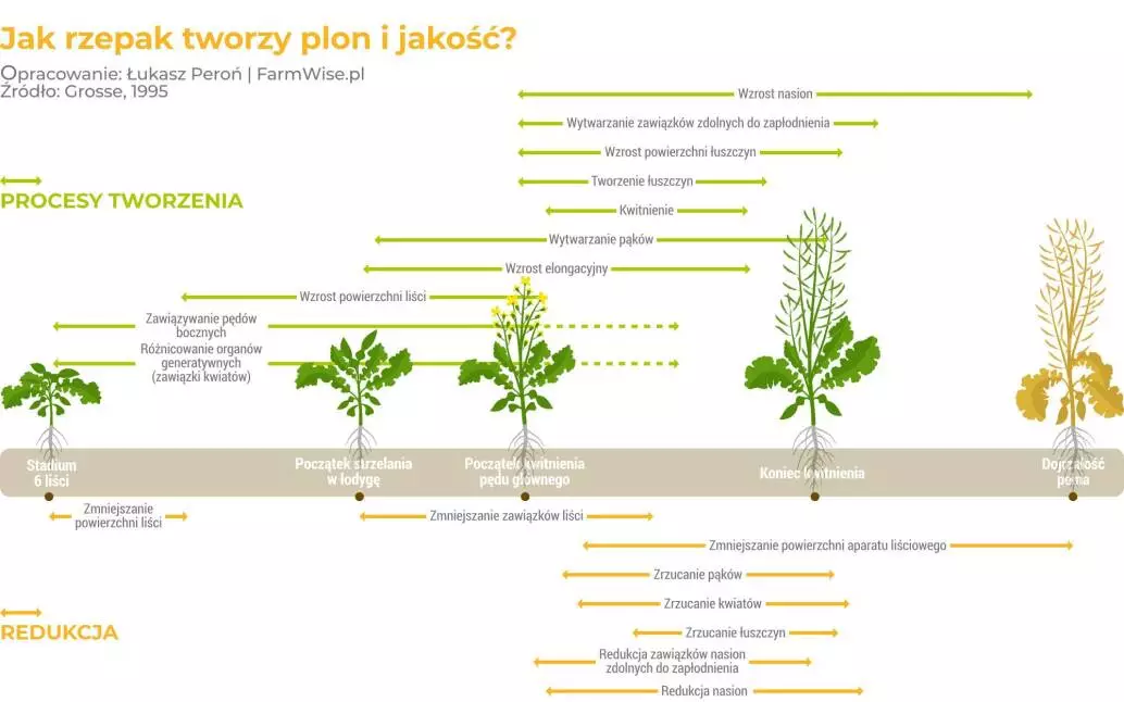 Jak rzepak tworzy plon i jakość. infografika FarmWise